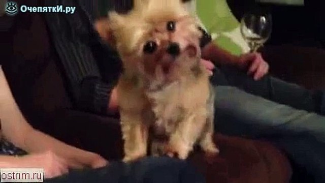 Позитивная собачка и камера. ТАК МИЛО ПОЗИРУЕТ)))