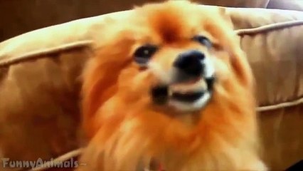 Funny Dogs Smiling Compilation 2014