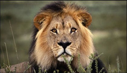 Wild Animal Fights 2015 -  Tiger vs Lion - Who is the real King_ _ HD_(360p)
