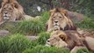 Wild Animal lions Couple Attacked  Buffalo Safari2 NEW@croos Animal  HYENAS VS LIONS LIVE   ENEMY ATTACKS TWO REAL WILD wild NEW funny attack