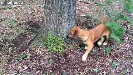 Funny Dogs Funny Animals Chasing Their Own Leash Compilation 2015 [NEW]