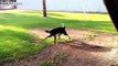 Funny Dogs Chasing Their Tails Compilation 2014 __ BMR Media