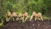 Wild Animal lions Couple Attacked Buffalo Safari2 NEW@croos Wild Animal Fights 2015 -  Tiger vs Lion - Who is the real King_ _ HD_
