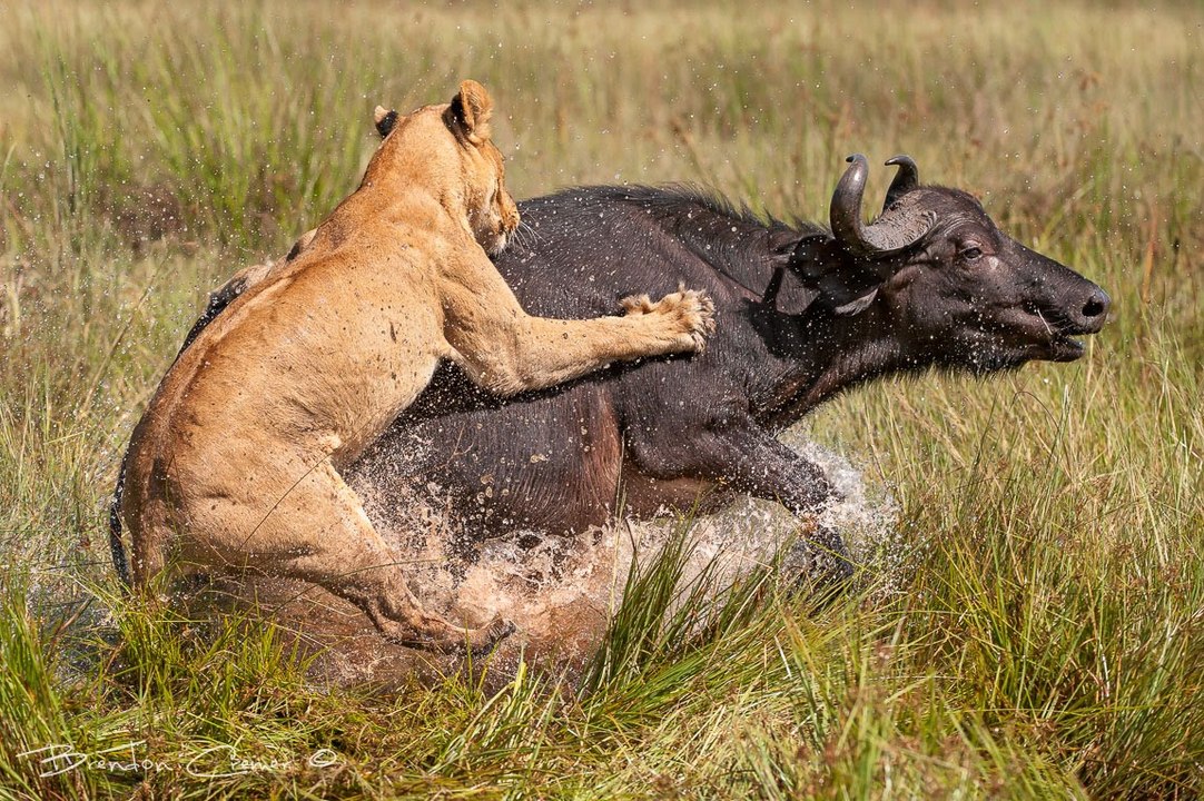 Anaconda vs Mongoose_Man VS Donkey Best Wild Animal Videos   Animal Attacks And Loves when animals attack