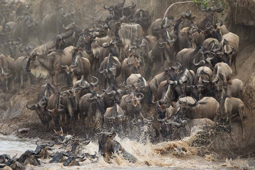 Anaconda vs Jaguar_Animal  HYENAS VS LIONS LIVE   ENEMY ATTACKS TWO REAL WILD wild NEW funny attack