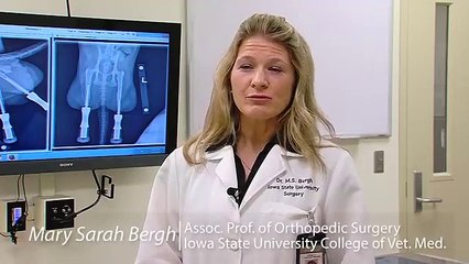 Meet the cat ISU vets outfitted with very rare prosthetic legs
