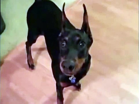 Собака собирается на дачу))