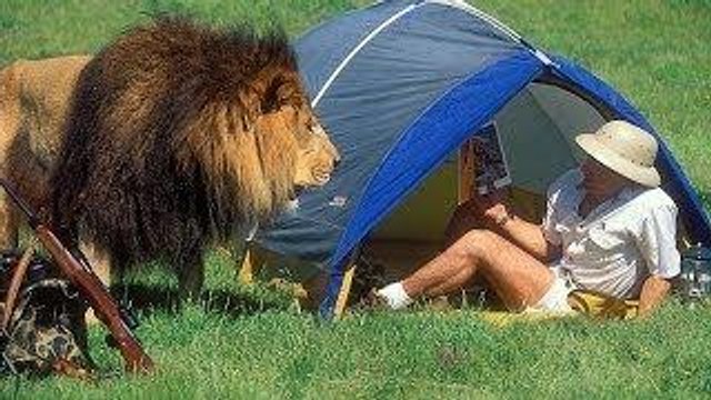 Animal Fights - Animal Wild Attack - Lion vs Tiger vs Buffalo vs Hyena - Wild Animal CROCODILE A FIERCE ATTACK deer Safari2 NEW@croos Best Animal Fights