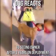This dog's reaction is priceless