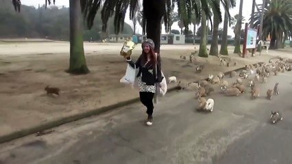 Кролики атакуют