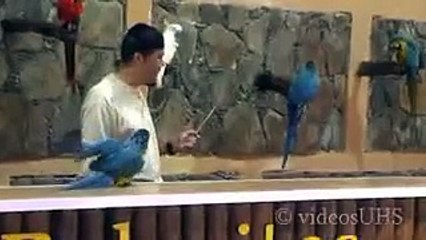 استعراض رائع يبين مدى قضرة الببغاء على التعلم ..- Amazing Magic With  Pets