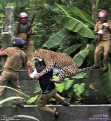 Animal Fights - Best Wild Animal Fights  Lion Attack Compilation New!!!   [Full HD]