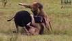 Ataques de animales salvajes - Wild Animal Attacks Animal Fights - Best Wild Animal Fights  Lion Attack Compilation New!!!   [Full HD]