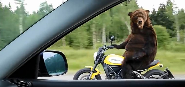 Медведи на мотоцикле! Bears on the motorcycle! It is Russia!