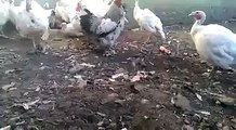 funny cock