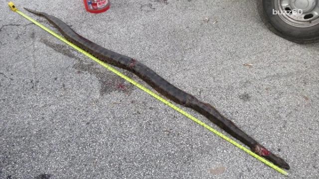 9-foot green anaconda captured and killed in Florida