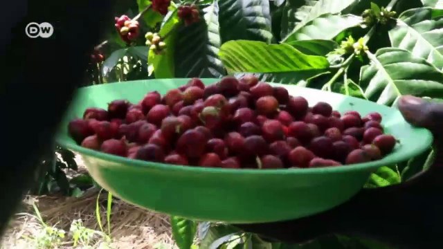 Coffee from South Sudan - blessing or curse? | Global 3000