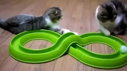 Приколы! подборка СМЕШНОГО видео котов! 20 мин Угара! подборка 2014 Funny Cats C