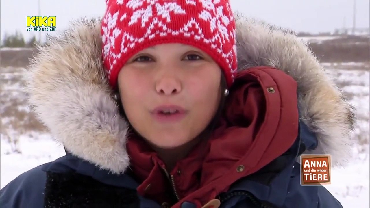 Anna und die wilden tiere - wenn der eisbär fliegen muss