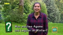 Anna und die Haustiere - Mini-Dinos Agamen