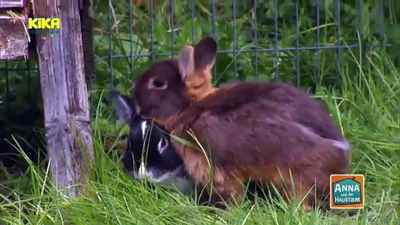 Anna und die Haustiere - Kaninchen - video Dailymotion