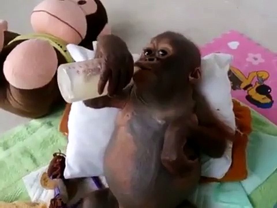 Baby monkey feeding time