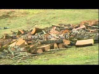 Moratorium 10-vjeçar për pyjet - Top Channel Albania - News - Lajme