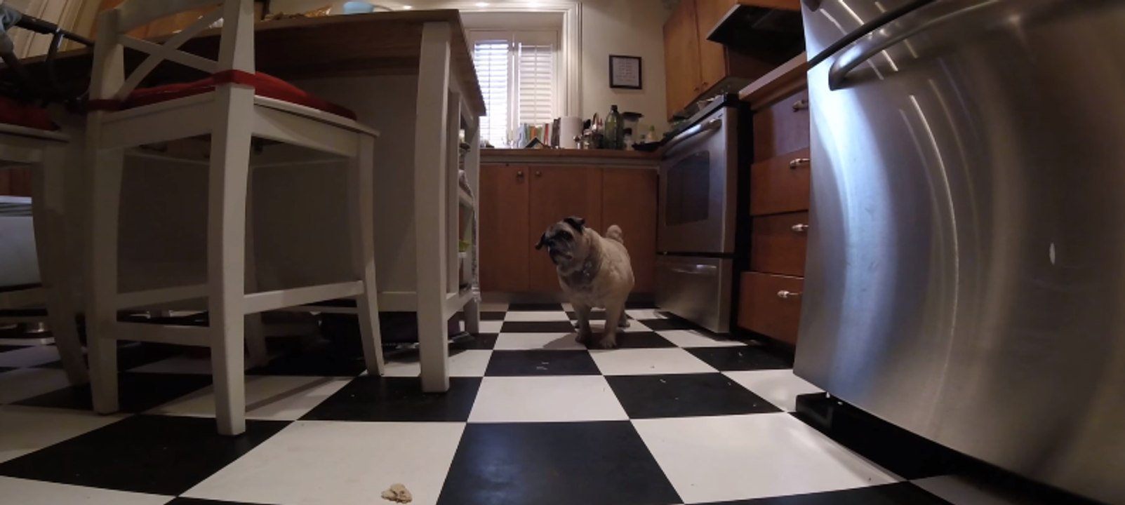 Trash Can Pug Is Totally Blind