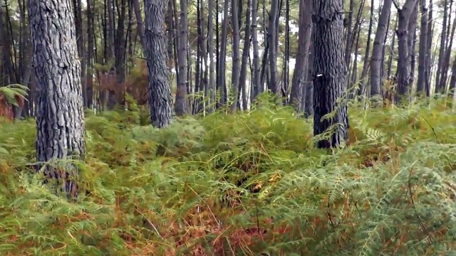 Wai-O-Tapu Thermal Wonderland