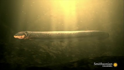 You Do Not Want to Get Tased by This Eel