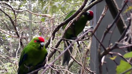 Rainbow Springs Rotorua NZ 2013