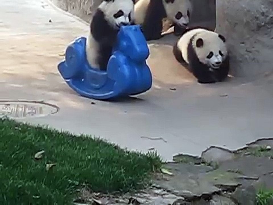 Baby Panda on Pony play