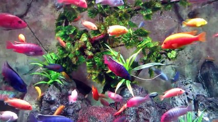 Cá Vàng Bơi ♪ Hai Vây Xinh Xinh ♪♪