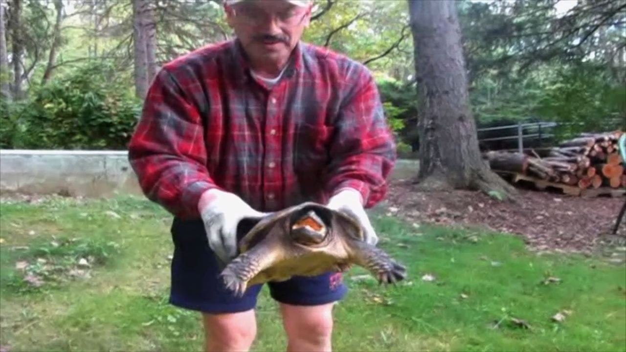 Snapping Turtle Bites the Man Holding It