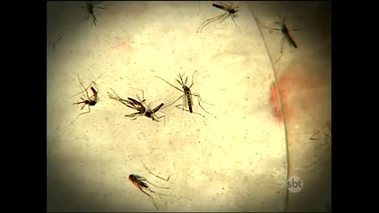 Equipe é montada para combater o Aedes Aegypti em São Paulo