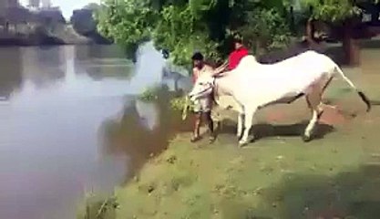 woow fantastic jump of this bull