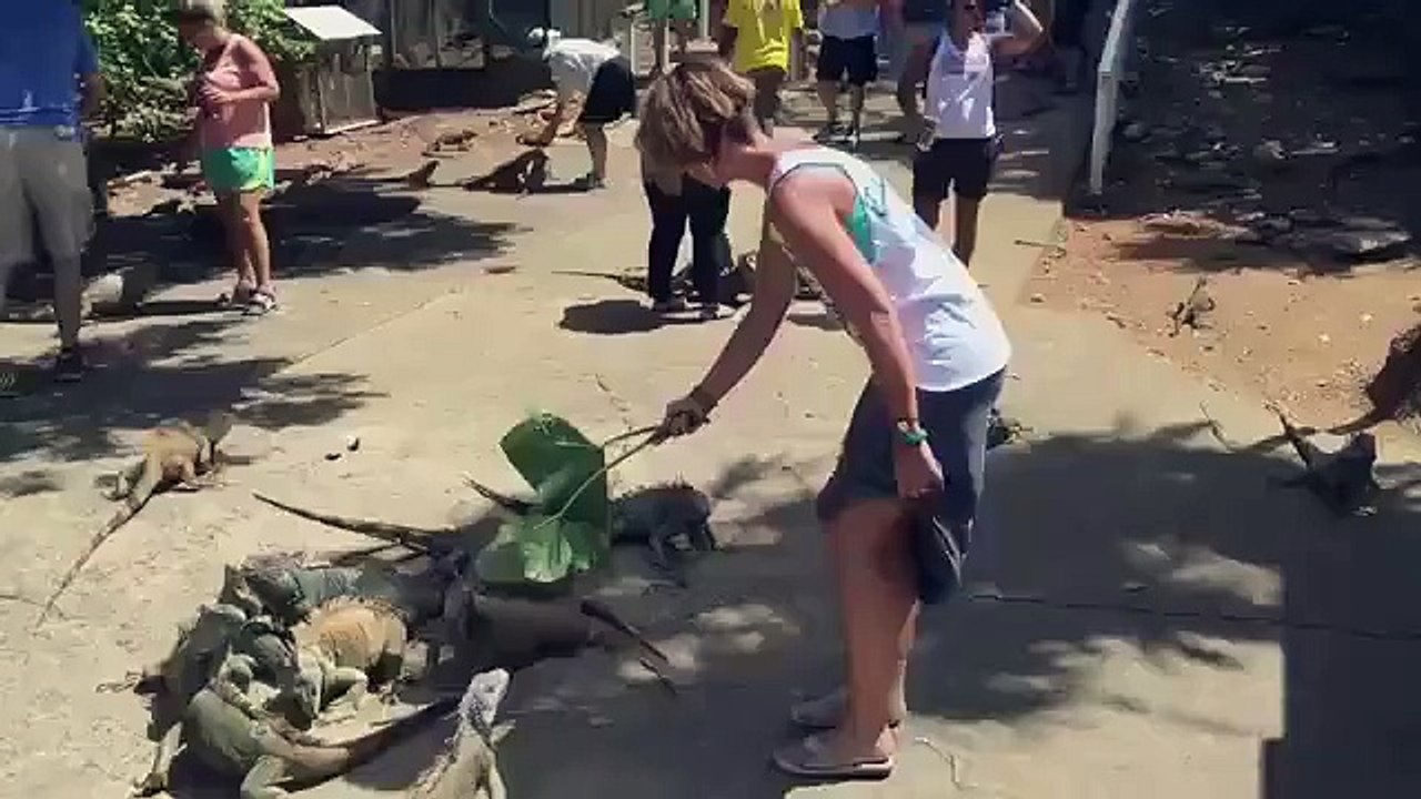Woman gets scared while feeding iguanas