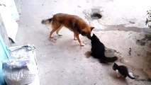 This cat introducing her kittens to a dog is so cute it actually hurts