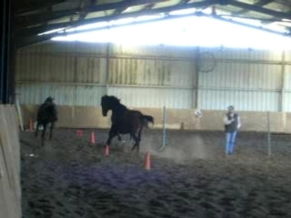 chevaux