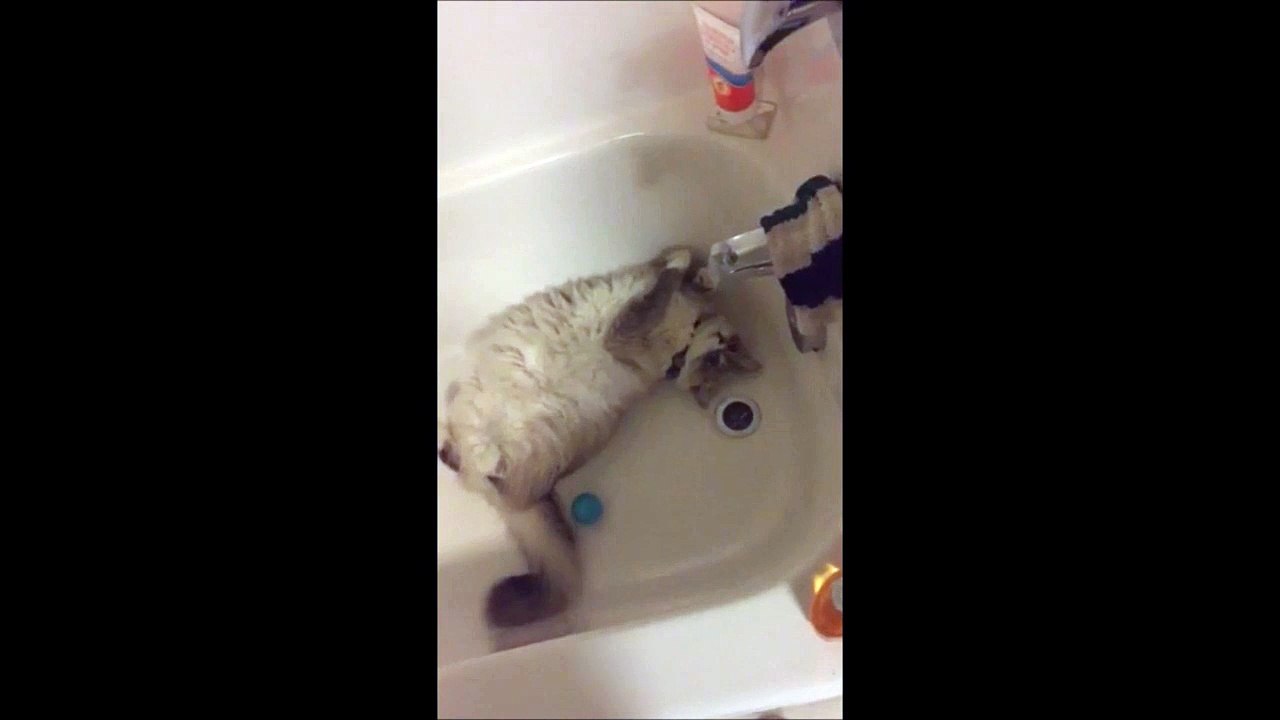 Kitty Cat Just Wants to Have Fun!