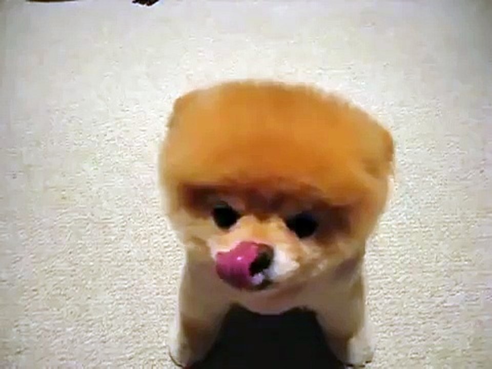 Giai tri- hai huoc- Boo Chú Chó Đáng Yêu Nhất Thế Giới