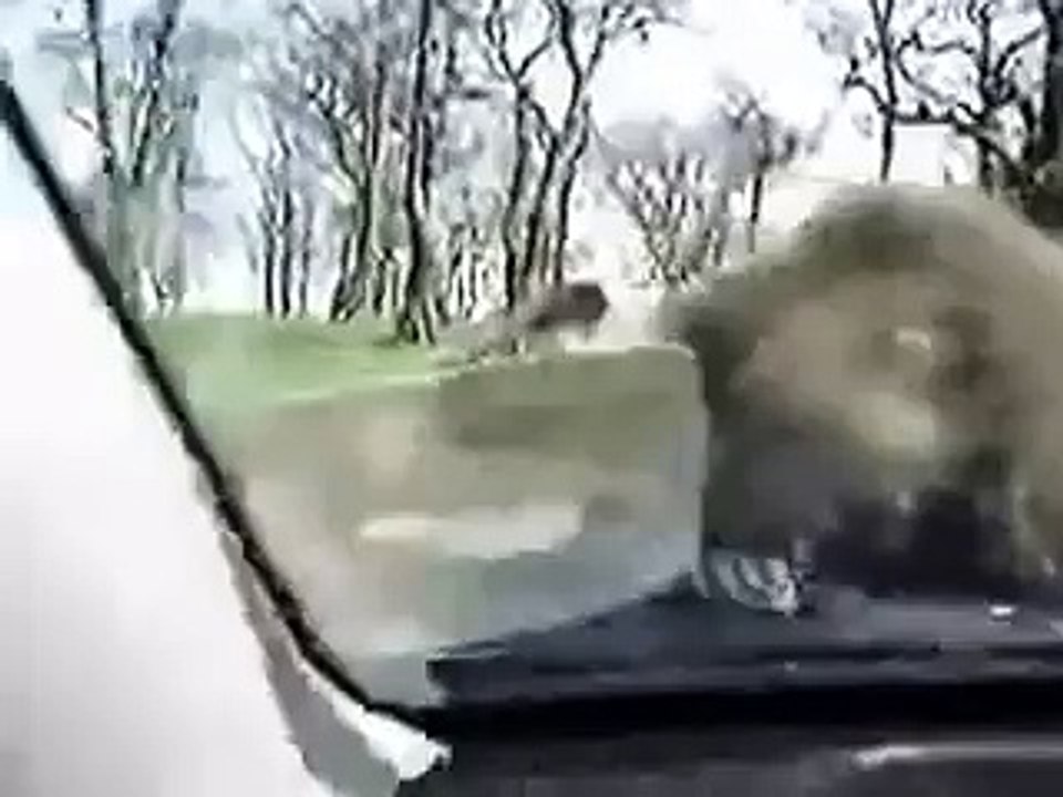 ватсап видео whatsapp
