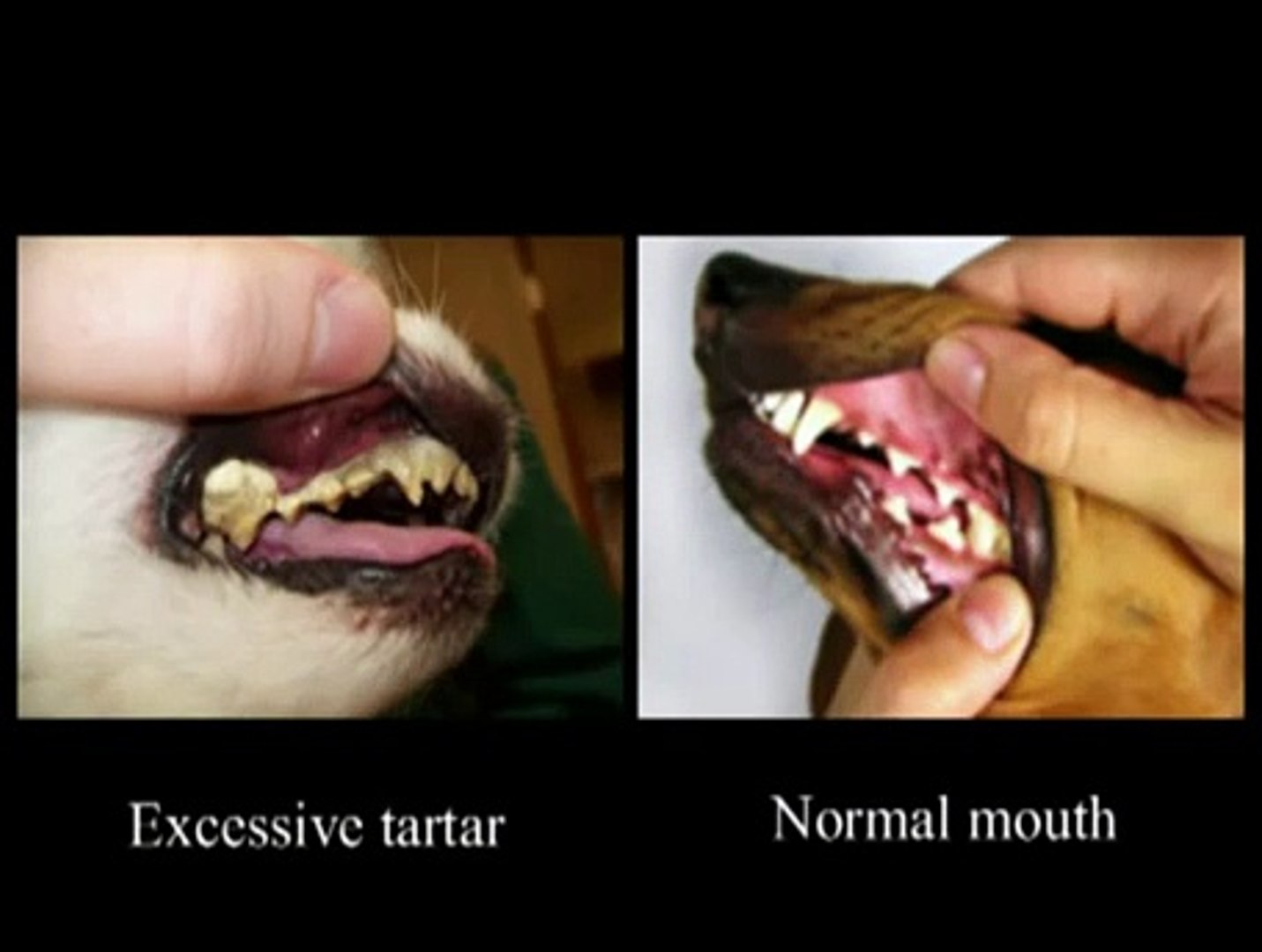 ⁣Digital Dental Radiography in Veterinary Practice