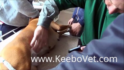 Pregnancy In Dog 48 Days Diagnosed With Vet Ultrasound KX5100V