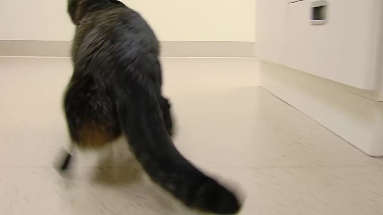 Un chat avec 2 prothèses à la place de ses pattes arrières