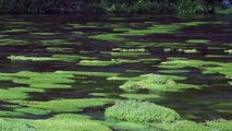 Nature Sounds〜River Sounds〜Relaxing