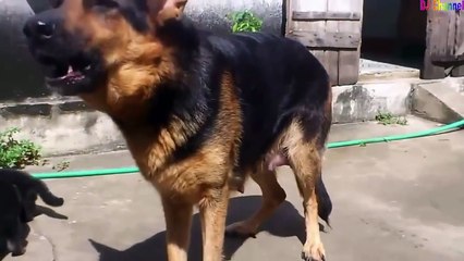 Cún Con Dễ Thương - Nhạc Thiếu Nhi Vui Nhộn