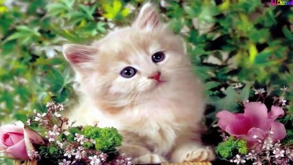 Chú mèo con - Nhạc thiếu nhi vui nhộn hay nhất