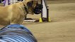 English mastiff competing in a dog agility contest