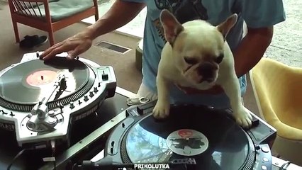 Barro amasado del mando a distancia. Divertido Pug DJ